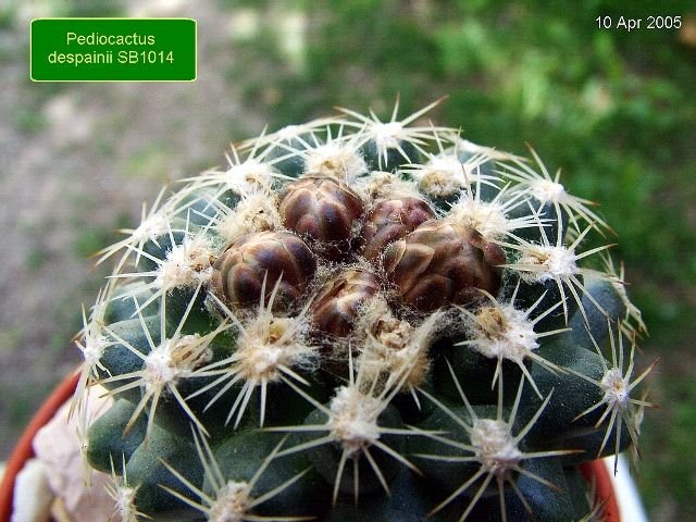 Pediocactus _despainii _SB1014 _02